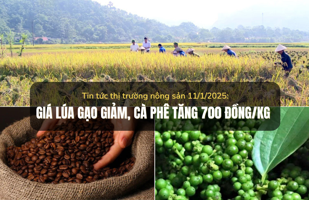 Tin tức thị trường nông sản 11/1/2025: Giá lúa gạo giảm, cà phê tăng 700 đồng/kg