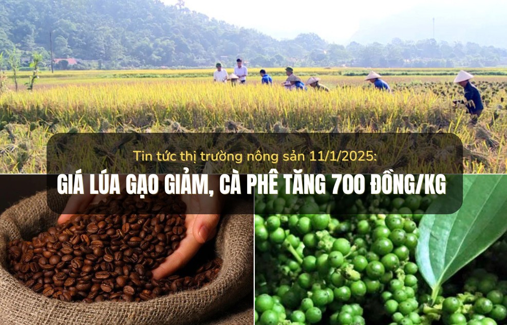 Tin tức thị trường nông sản 11/1/2025: Giá lúa gạo giảm, cà phê tăng 700 đồng/kg