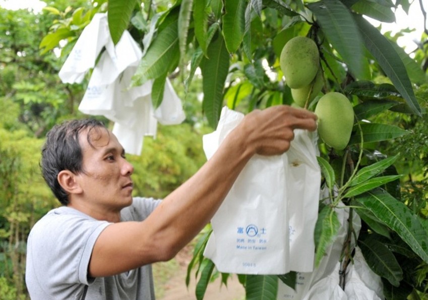 Siết chặt quản lý mã số vùng trồng, cơ sở đóng gói trái cây xuất khẩu