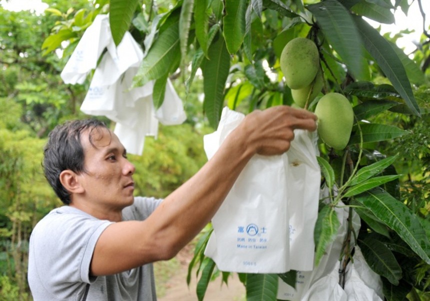 Siết chặt quản lý mã số vùng trồng, cơ sở đóng gói trái cây xuất khẩu