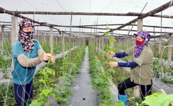 nong dan vinh phuc lam giau nho ung dung cong nghe vao nong nghiep