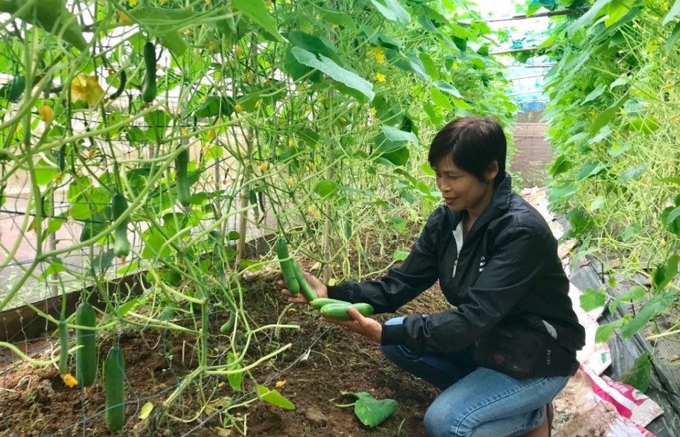 Sản xuất rau sạch ở ngoại thành Hà Nội: Hướng đi đúng cho nông nghiệp đô thị