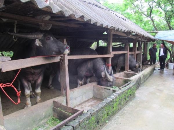 Chăn nuôi đại gia súc: Hiệu quả và phát triển bền vững