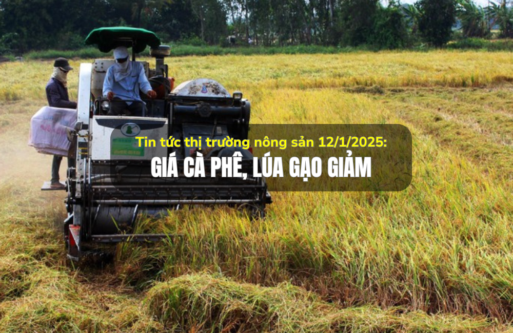 Tin tức thị trường nông sản 12/1/2025: Giá cà phê, lúa gạo giảm