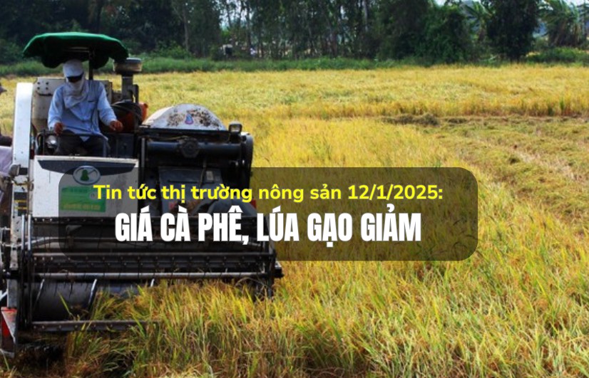 Tin tức thị trường nông sản 12/1/2025: Giá cà phê, lúa gạo giảm