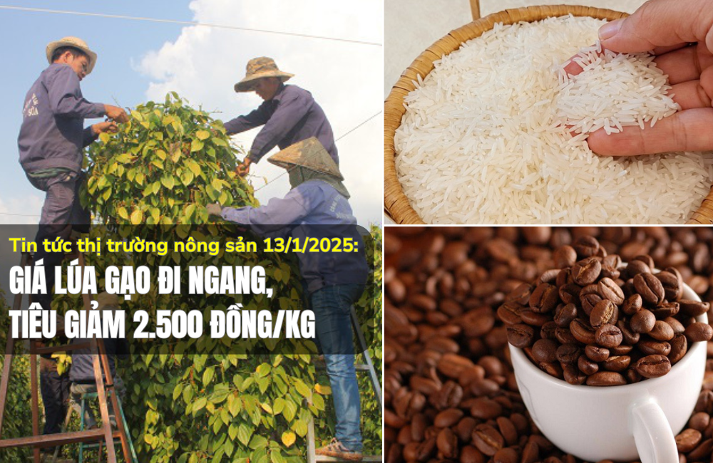 Tin tức thị trường nông sản 13/1/2025: Giá lúa gạo đi ngang, tiêu giảm 2.500 đồng/kg