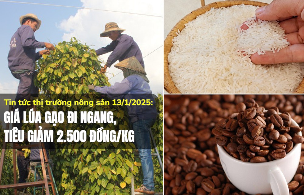 Tin tức thị trường nông sản 13/1/2025: Giá lúa gạo đi ngang, tiêu giảm 2.500 đồng/kg