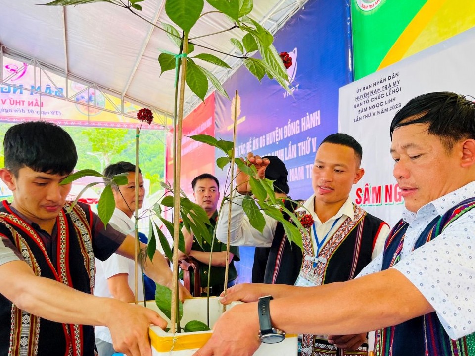 Quảng Nam quyết tâm phát triển vùng sâm Ngọc Linh đạt 8.400 ha vào năm 2030