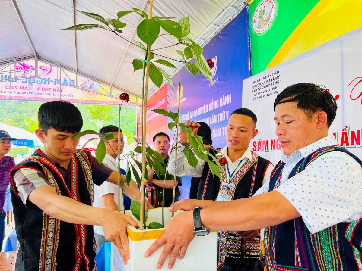 Quảng Nam quyết tâm phát triển vùng sâm Ngọc Linh đạt 8.400 ha vào năm 2030