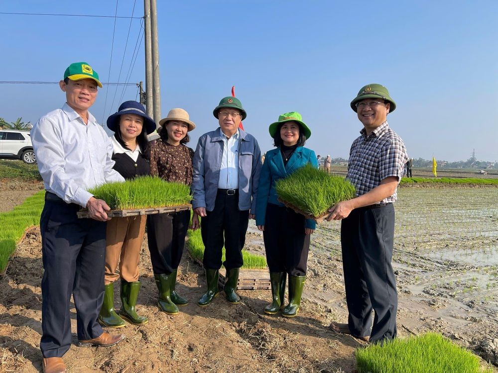 Quảng Trị triển khai mô hình sản xuất lúa hữu cơ sử dụng mạ khay, máy cấy