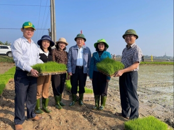 Quảng Trị triển khai mô hình sản xuất lúa hữu cơ sử dụng mạ khay, máy cấy