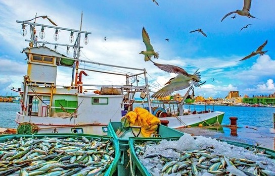 IUU: Vấn nạn nhức nhối của ngành thủy sản toàn cầu