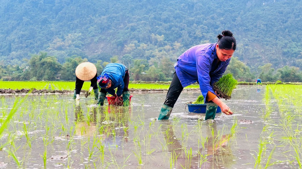 Thái Nguyên: Vượt rét, hướng tới vụ xuân thắng lợi