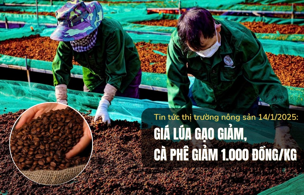 Tin tức thị trường nông sản 14/1/2025: Giá lúa gạo giảm, cà phê giảm 1.000 đồng/kg