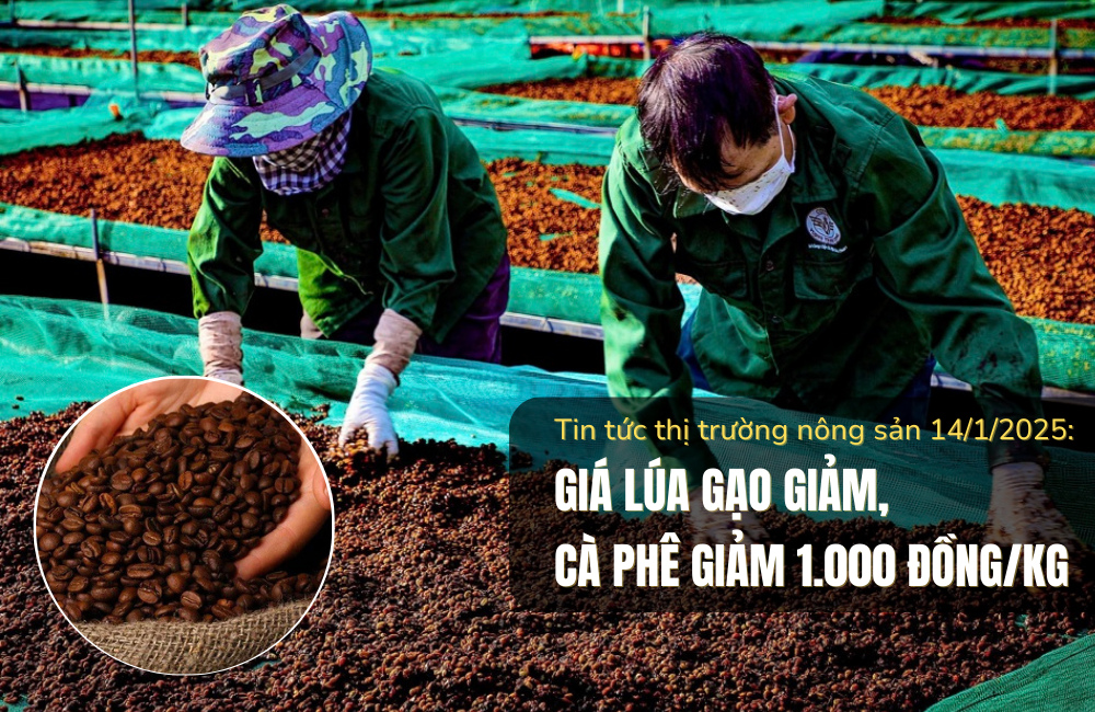 Tin tức thị trường nông sản 14/1/2025: Giá lúa gạo giảm, cà phê giảm 1.000 đồng/kg