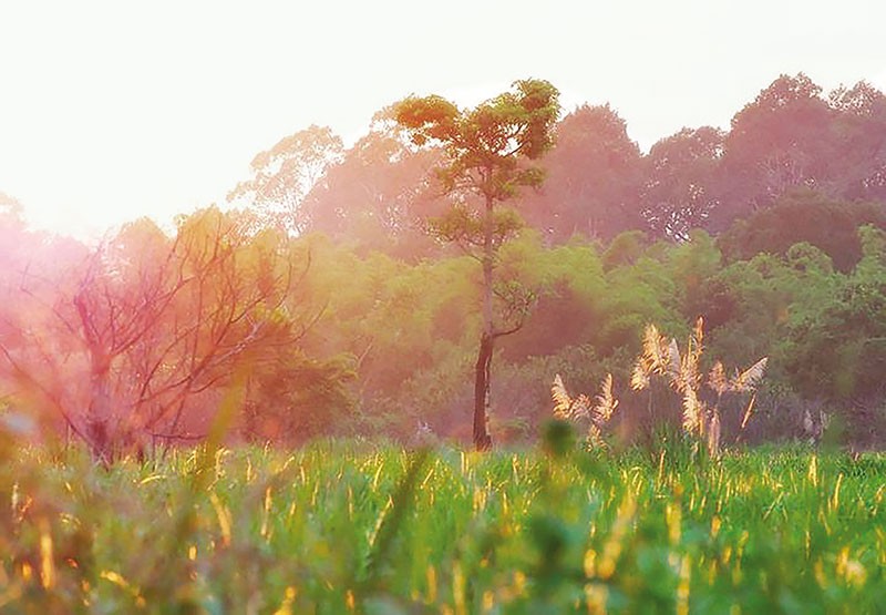 Rừng ơi, mùa xuân đã về