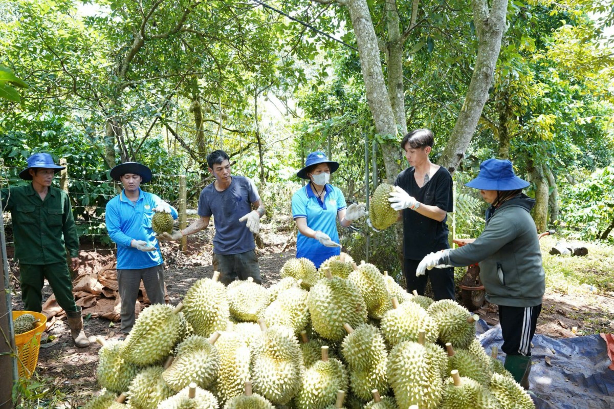 Xuất khẩu nông lâm thủy sản Việt Nam năm 2024: Kỷ lục mới, vị thế mới