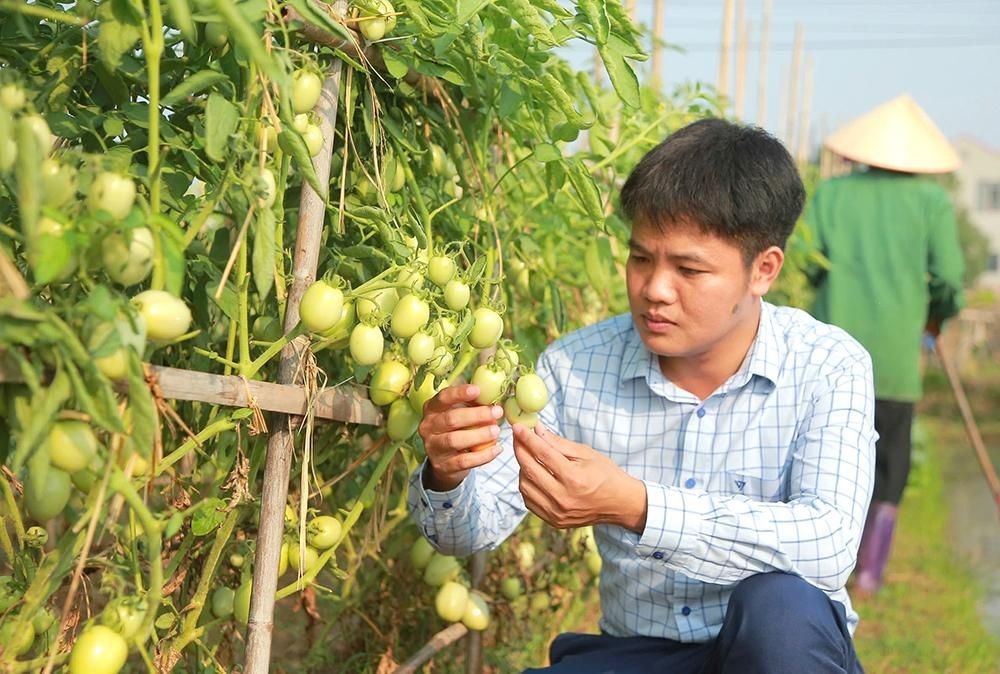 Phú Thọ chủ động thích ứng với biến đổi khí hậu trong nông nghiệp