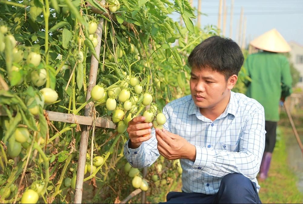 Phú Thọ chủ động thích ứng với biến đổi khí hậu trong nông nghiệp