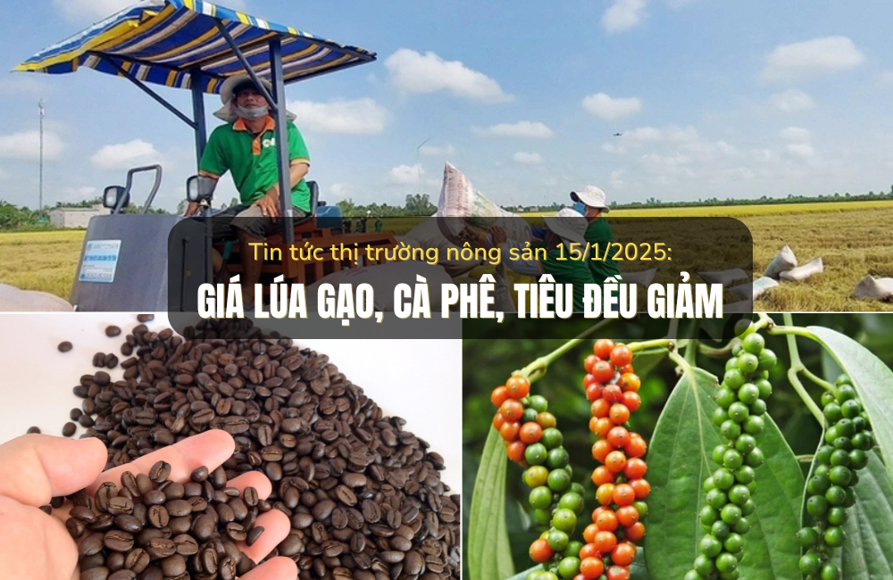 Tin tức thị trường nông sản 15/1/2025: Giá lúa gạo, cà phê, tiêu đều giảm