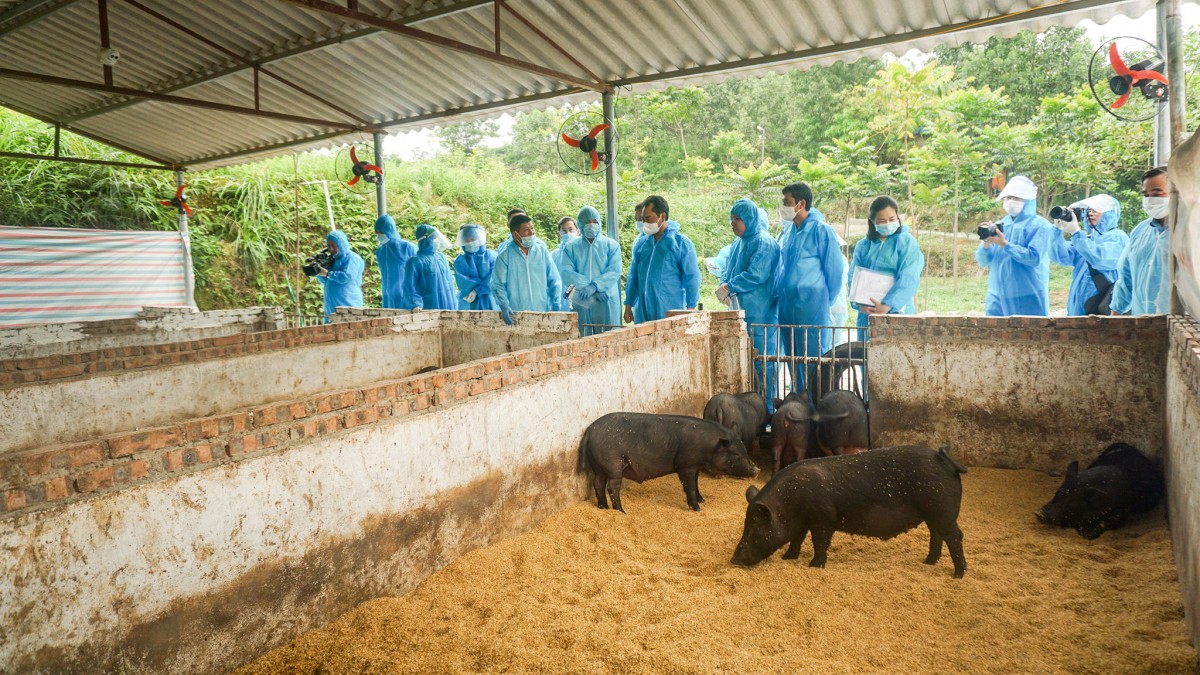 Thái Nguyên: Nâng tầm nông sản với mô hình nuôi lợn bằng chè xanh