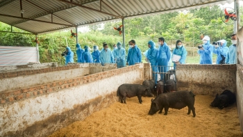 Thái Nguyên: Nâng tầm nông sản với mô hình nuôi lợn bằng chè xanh