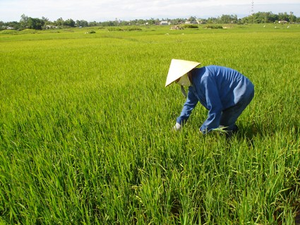 Khúc hoan ca của mùa xuân âm vang trên cánh đồng bát ngát