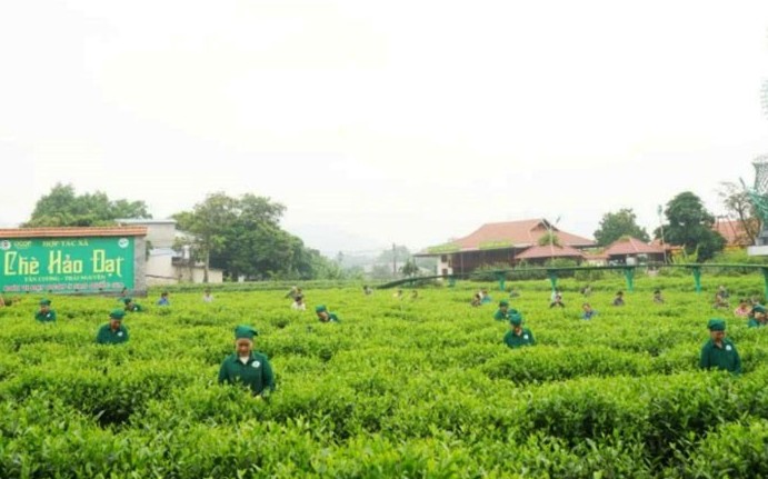 Thái Nguyên: Thêm 2 sản phẩm OCOP 5 sao cấp Trung ương