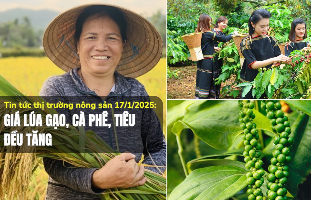 Tin tức thị trường nông sản 17/1/2025: Giá lúa gạo, cà phê, tiêu đều tăng