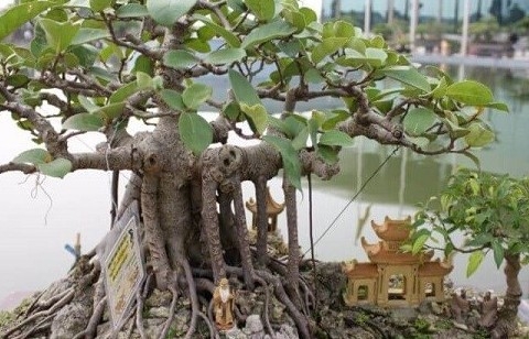 Ngày xuân bàn về Bonsai: Nghệ thuật thu nhỏ thế giới