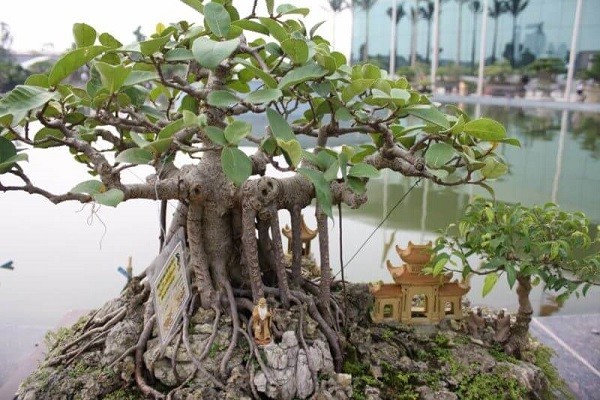 Ngày xuân bàn về Bonsai: Nghệ thuật thu nhỏ thế giới