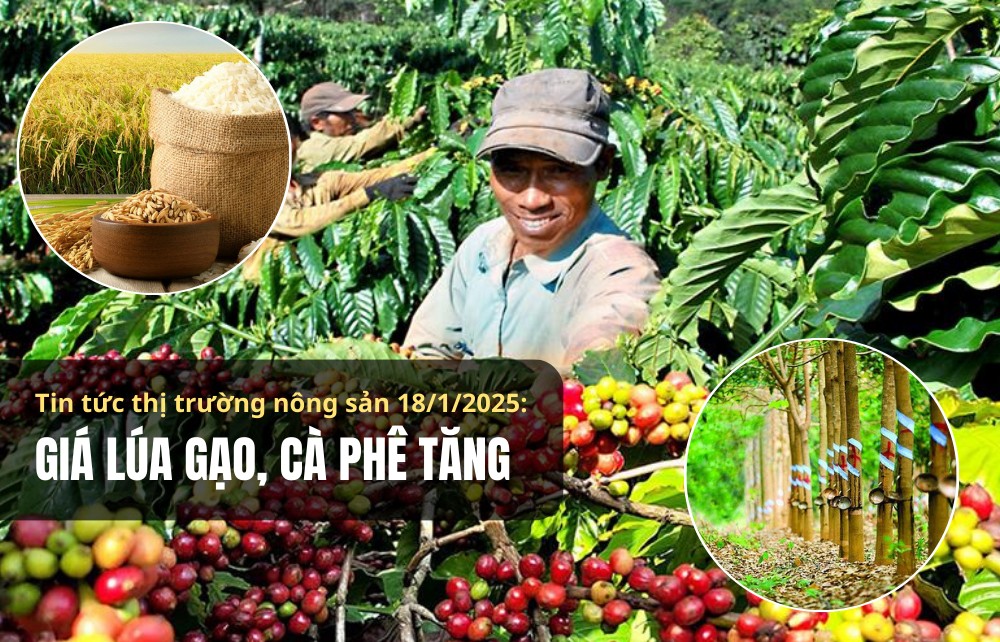 Tin tức thị trường nông sản 18/1/2025: Giá lúa gạo, cà phê tăng