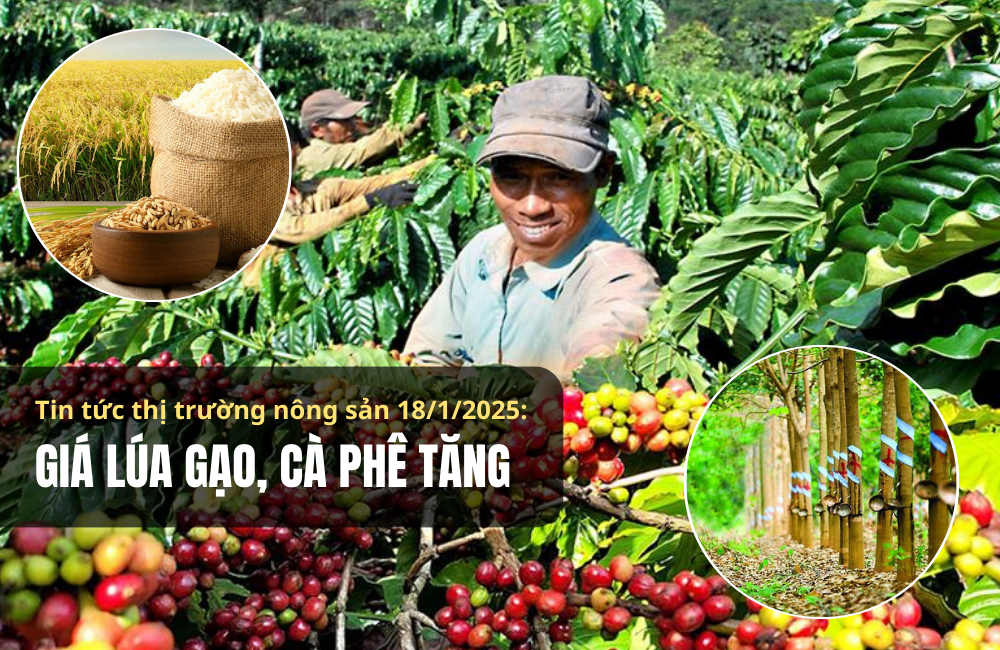 Tin tức thị trường nông sản 18/1/2025: Giá lúa gạo, cà phê tăng