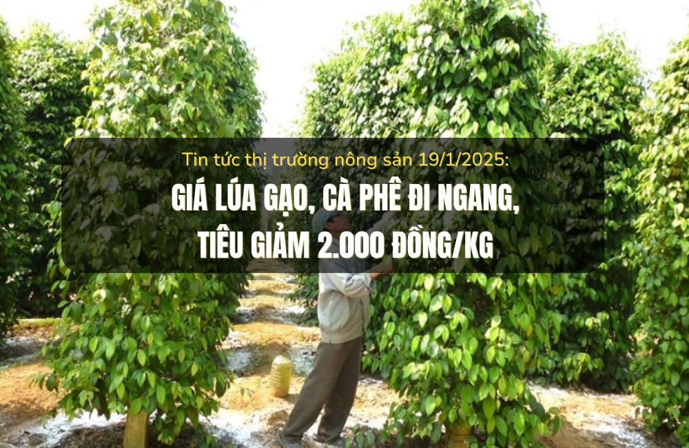 Tin tức thị trường nông sản 19/1/2025: Giá lúa gạo, cà phê đi ngang, tiêu giảm 2.000 đồng/kg