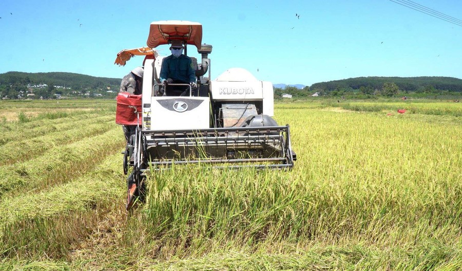 Bài học nông nghiệp Việt Nam năm 2024: Linh hoạt thích ứng và đổi mới sáng tạo