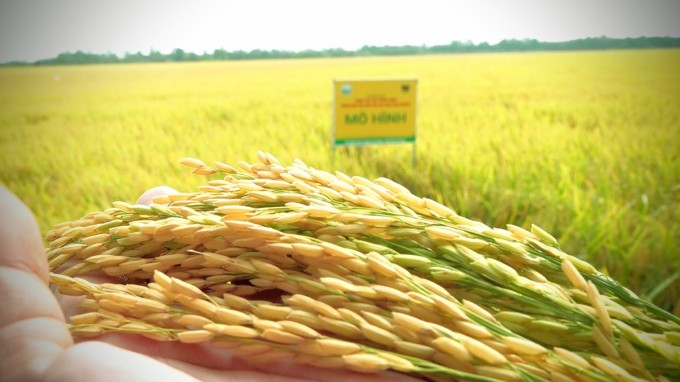 Kiên Giang: Gặt hái thành công bước đầu từ mô hình lúa 