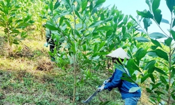 Thái Nguyên: Phát triển bền vững cây quế, nâng cao giá trị kinh tế