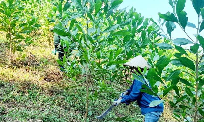 Thái Nguyên: Phát triển bền vững cây quế, nâng cao giá trị kinh tế