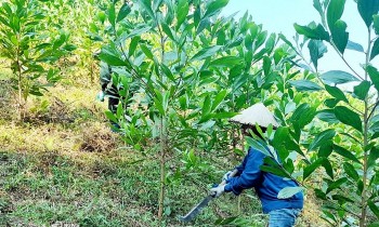 Thái Nguyên: Phát triển bền vững cây quế, nâng cao giá trị kinh tế