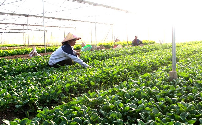 Lào Cai: Chủ động phòng chống hạn, thiếu nước sản xuất nông nghiệp