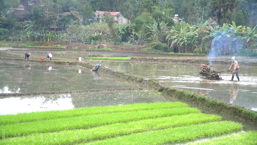 Lào Cai: Tập trung khẩn trương sản xuất lúa xuân