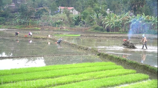 Lào Cai: Tập trung khẩn trương sản xuất lúa xuân