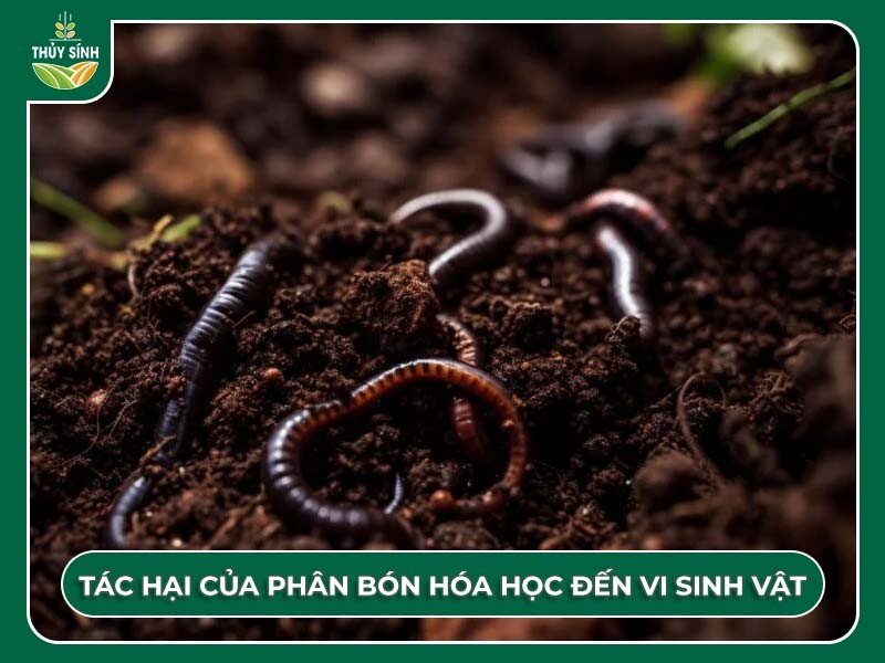 Làm thế nào để từ bỏ thói quen sử dụng phân hóa học trong trồng trọt