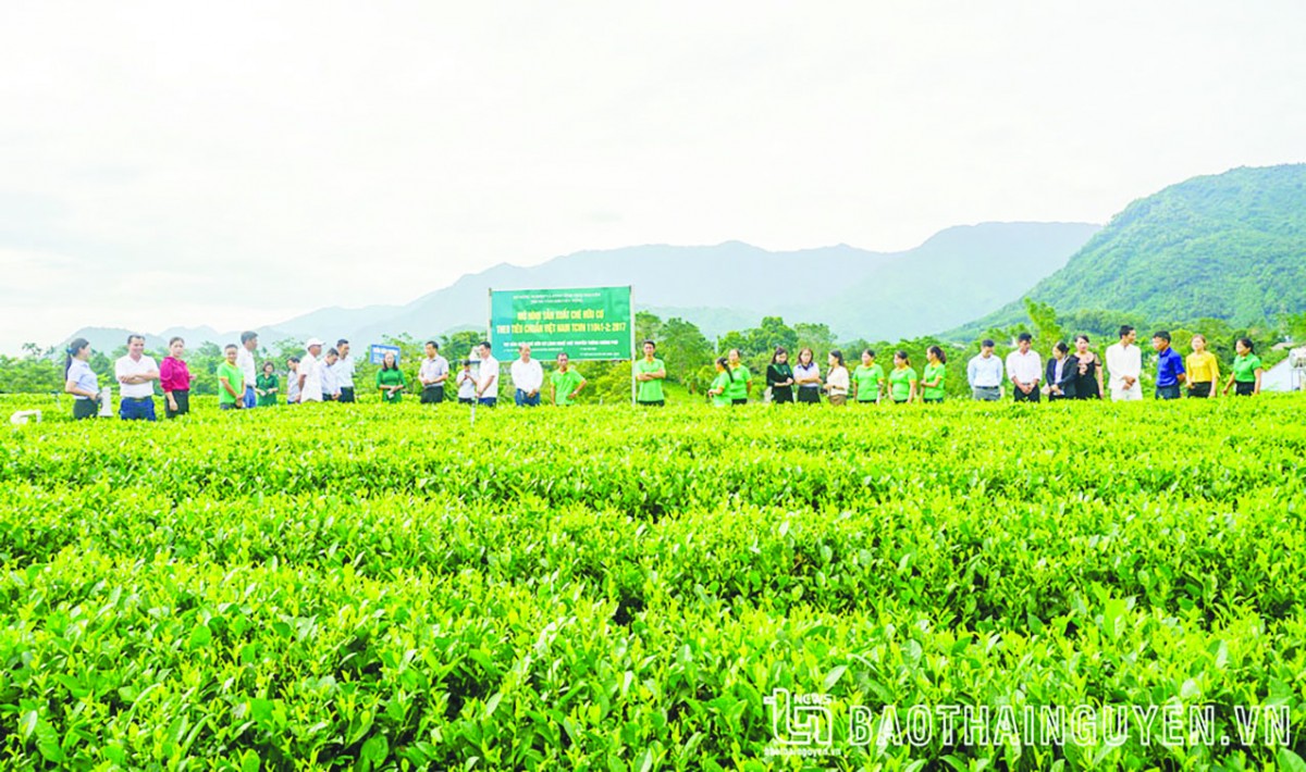 Tăng cường kết nối doanh nghiệp trong sản xuất nông nghiệp hữu cơ