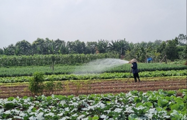 Phát triển nông nghiệp hữu cơ thúc đẩy tăng trưởng xanh