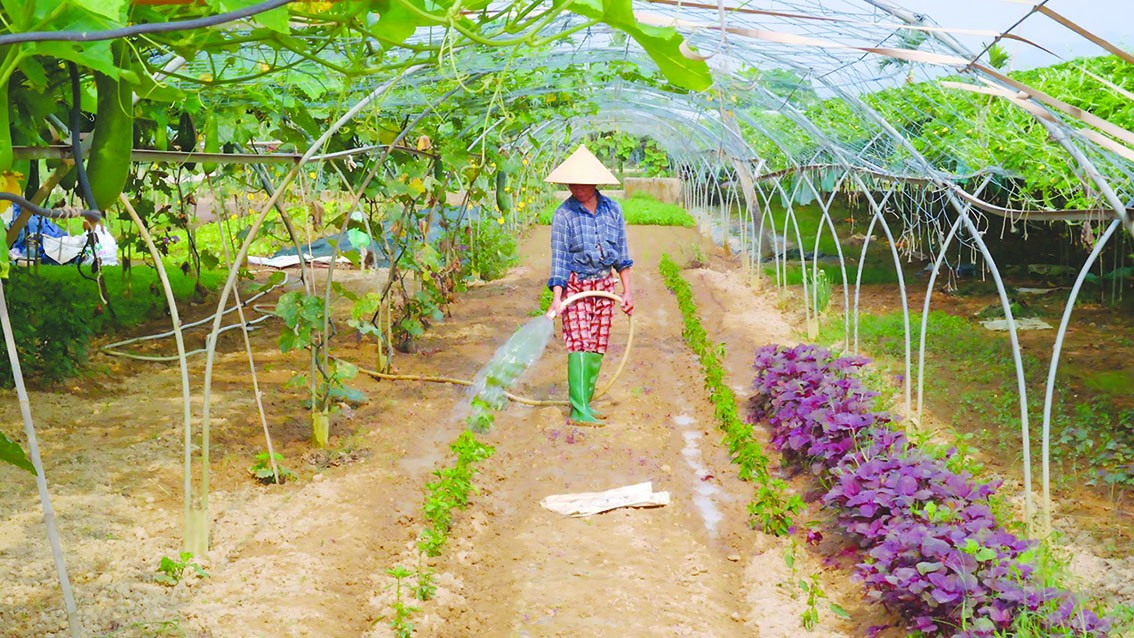 Mô hình Hợp tác xã: Hạt nhân thúc đẩy kinh tế nông nghiệp hữu cơ trong thời kỳ mới