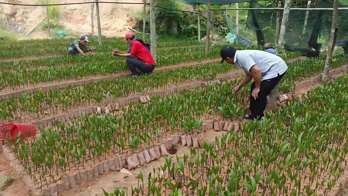 Mô hình Hợp tác xã: Hạt nhân thúc đẩy kinh tế nông nghiệp hữu cơ trong thời kỳ mới