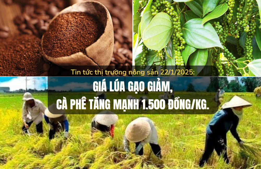 Tin tức thị trường nông sản 22/1/2025: Giá lúa gạo giảm, cà phê tăng mạnh 1.500 đồng/kg