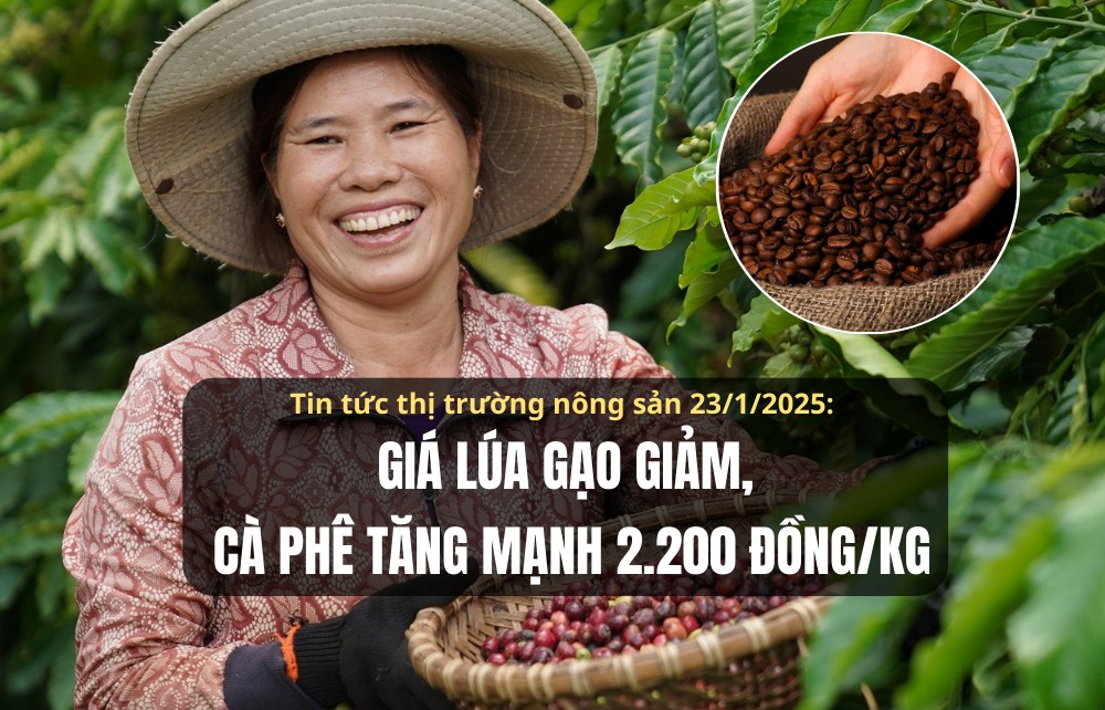 Tin tức thị trường nông sản 23/1/2025: Giá lúa gạo giảm, cà phê tăng mạnh 2.200 đồng/kg