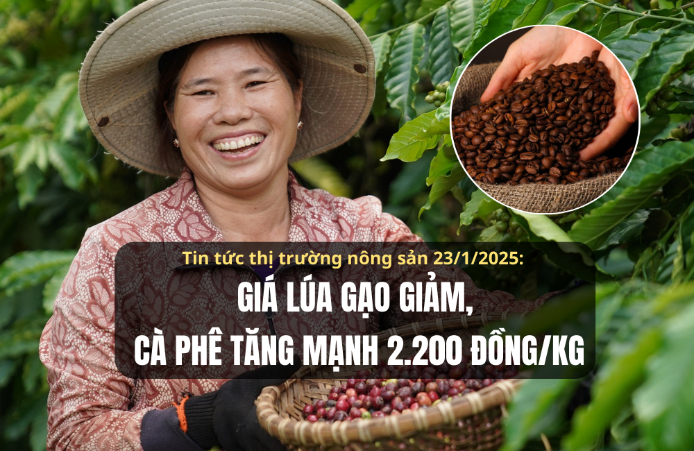 Tin tức thị trường nông sản 23/1/2025: Giá lúa gạo giảm, cà phê tăng mạnh 2.200 đồng/kg